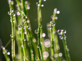 Closeup of morning dew drops on the green grass