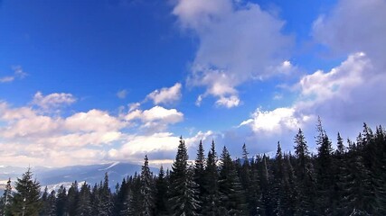 Clouds movement over pine trees, static video. Ukraine, Carpathian mountains, Dragobtat