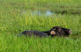 Fototapeta Konie - Buffalo, a various caracters of Thai buffaloes, water buffaloes.