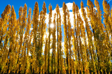 Wall Mural - Colorful autumn landscape in new zealand