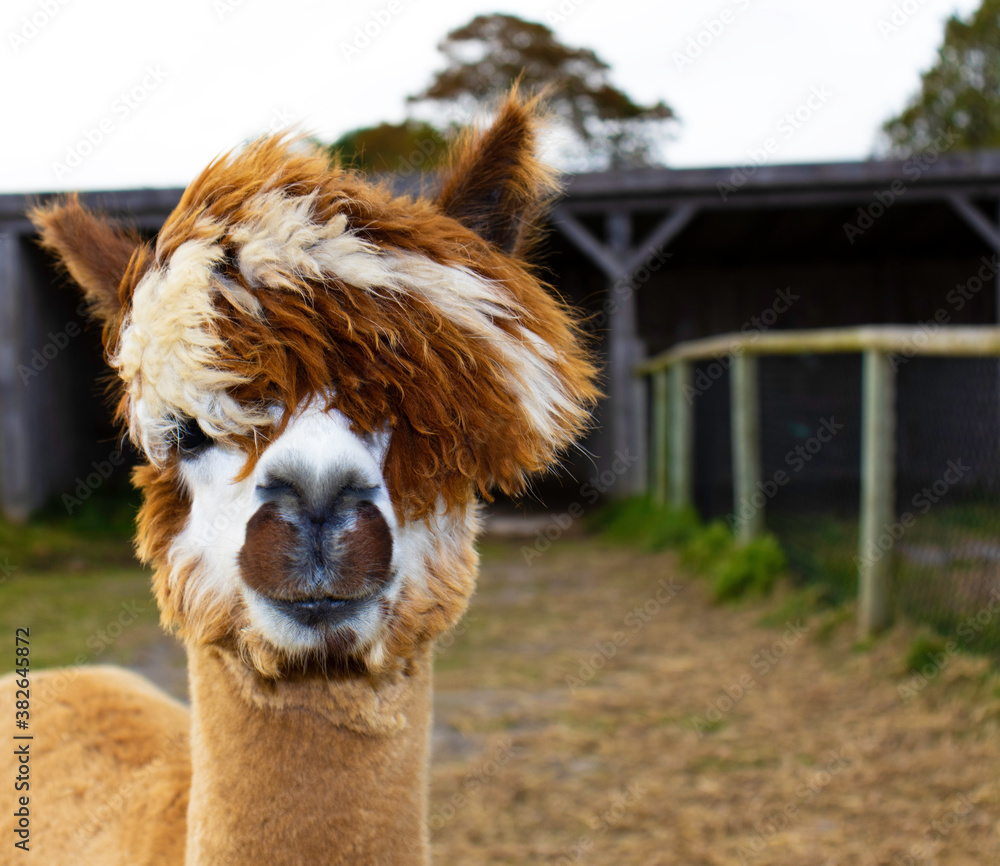 Alpaca with shaggy hair close up Stock Photo | Adobe Stock