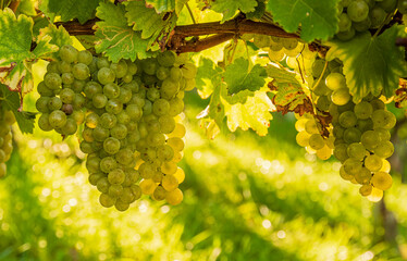  Crops of white grapes with green leaves on the vine. fresh fruits. Harvest time early Autumn.