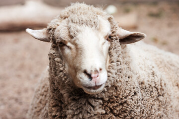 Wall Mural - woolly sheep in zoo