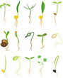 Set of different plant sprouts isolated on white background