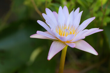 Wall Mural - Close up lotus flower blue and purple color is so beautiful