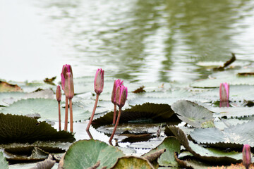 Wall Mural - The lotus grows in a fish pond, green-blue water, pink lotus flowers, green lotus leaves and shadows in the water of the bushes.