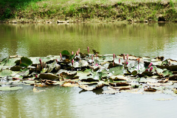 Wall Mural - The lotus grows in a fish pond, green-blue water, pink lotus flowers, green lotus leaves and shadows in the water of the bushes.