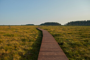 ecological trail made of boards in the swamp