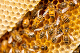 Macro shot of a bee hive on slices of honeycomb with a colony of wild Apis Mellifera Carnica or Western Honey Bees with vibrant yellow color tones