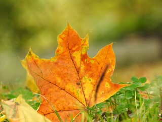 Wall Mural - Beautiful landscape of autumn leaves in nature close up