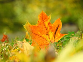 Wall Mural - Beautiful landscape of autumn leaves in nature close up