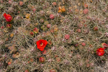 Natural Texture And Pattern. Closeup View Of A Tunilla Corrugata Also Known As Opuntia Longispina Cactus, Beautiful Texture, Spines, Fruits And Red Flowers Blooming In The Desert. 
