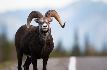 Wall Mural - stone sheep in the wild