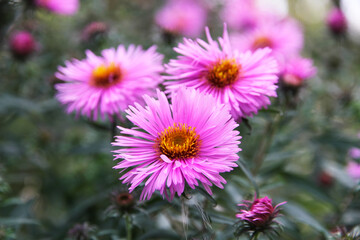 a butterfly on a pink flower on a green natural background collects nectar on a sunny day.