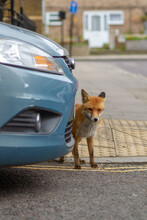 Urban Fox Hiding Behind A Car
