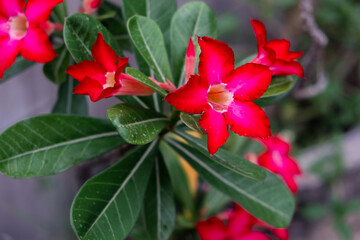 Wall Mural - Red Azalea flowers Blooming in the garden