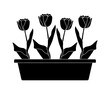 tulips in planter