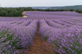 Fototapeta Lawenda - Beautiful landscape of blooming lavender field in sunrise. Nature. Brihuega, Spain, Europe. Selective Focus