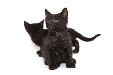  Two small black kittens