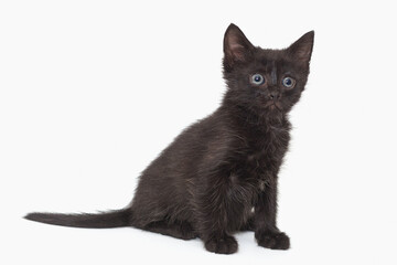  Small black kitten