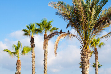 sun and cloudy sky, palm trees and birds