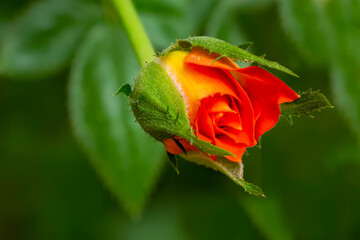 Wall Mural - Tea Rose Bud 5