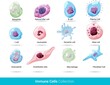 
Cells of the Immune system. List of immune cells- dendritic, Mast, Neutrophil, Macrophage, Cell, Phagocytosis, Natural Killer, B, T, Eosinophil, Basophil, Endothelial, and Fibroblast. Body defense me