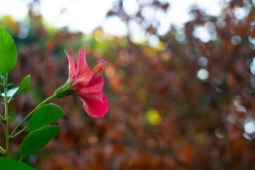 red flower in autumn park