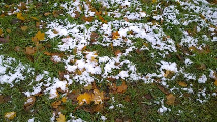 First white snow on fallen dry yellow, orange frozen maple leaves and green grass covered with hoarfrost. Early cold frosty autumn morning. Beauty in frost nature. Fall. Winter is here. Background.