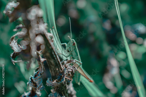 Fotografía Closeup of a locust perched on a plant leaf