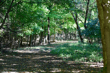 Forest Path with Rays of Sunshine Sprinkled Throughout Green Leaves and Trees