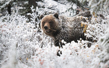 Grizzly Bear In The Snow