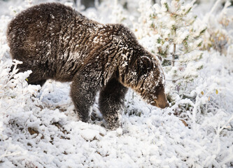 Wall Mural - grizzly bear in the snow