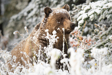 Wall Mural - grizzly bear in the snow