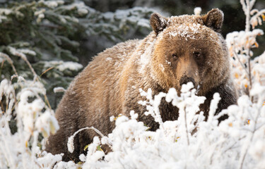 Wall Mural - grizzly bear in the snow