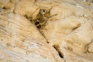 bird nests in a chalk rock formation