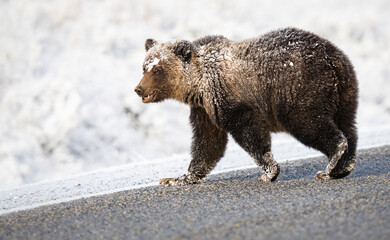 Wall Mural - Grizzly bear in the snow