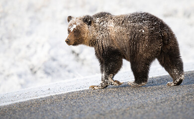 Wall Mural - Grizzly bear in the snow