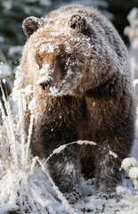 Wall Mural - grizzly bear in the snow