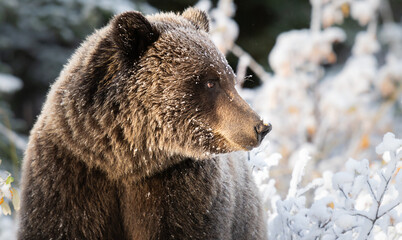 Wall Mural - Grizzly bear in the snow