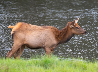 Young elk walking along the lakeside