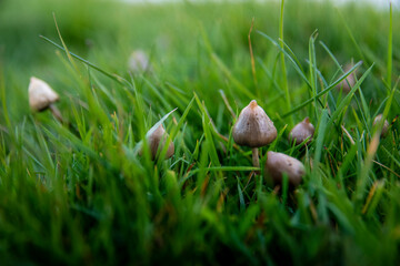 liberty caps also known as magic mushrooms growing in the wild