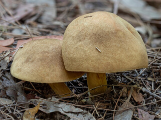 Wall Mural - The Gilled Bolete (Phylloporus rhodoxanthus) - has bright yellow gills instead of usual bolete pores - NSW, Australia