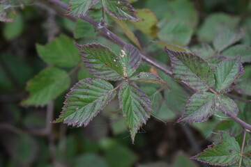 Canvas Print - Blackberry Bush