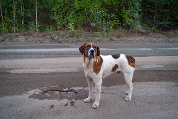 Wall Mural - Portrait of a purebred homeless dog standing on the asphalt sidewalk.