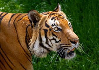 portrait of the head of a wild adult tiger in nature in the park. in the background is blurred green grass.