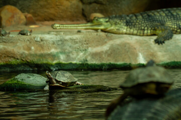 little turtle on a green gavial. scales reptile in the water. wild green gavial in nature on a rock by the lake