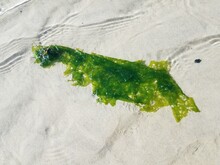 Green Kelp Or Seaweed Floating In Water With Sand