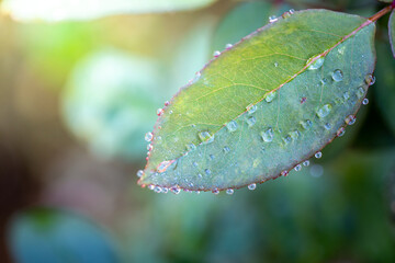 Wall Mural - Close Up green leaf under sunlight in the garden. Natural background with copy space.