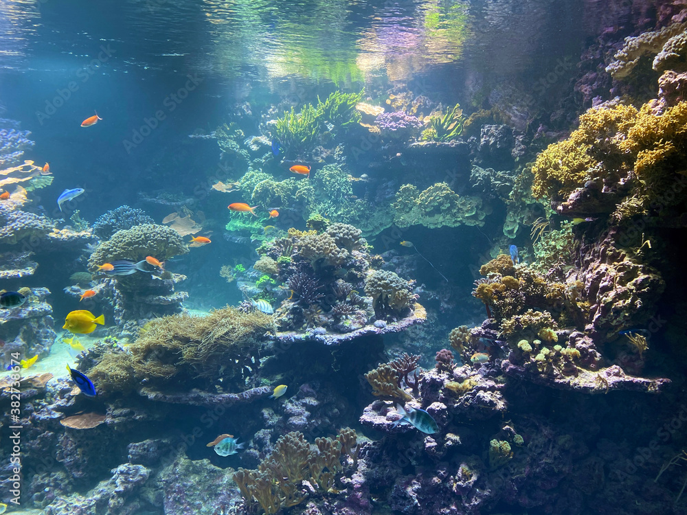 Aquarium of the Zoo Zuerich / Das Aquarium des Zoo Zürich / L'Aquarium du Zoo Zurich - Zürich (Zuerich), Switzerland (Schweiz)